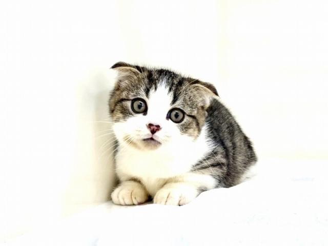 スコティッシュフォールド