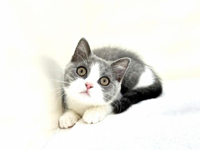 ブリティッシュショートヘア