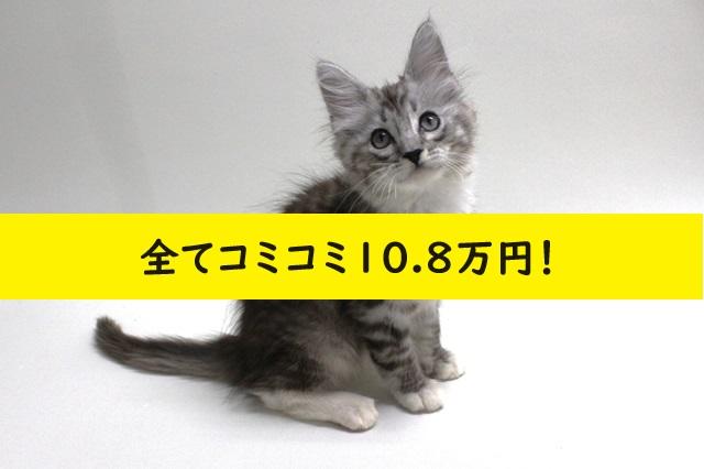 $variety💕希少！シルバータビー💕