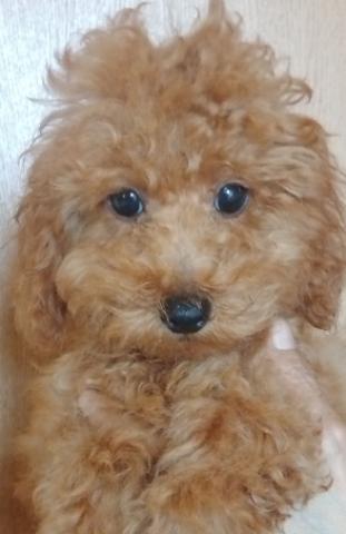 トイプードル　最終値下げ　小振りな子犬