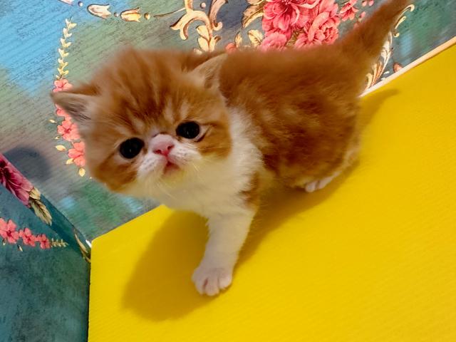 フォールデックス(立ち耳)