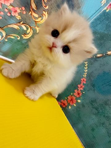 フォールデックス(立ち耳)