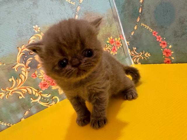 フォールデックス(立ち耳)