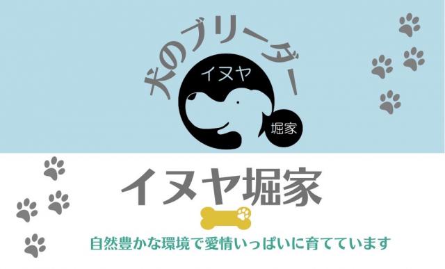 イヌヤ堀家　札幌ブリーダー　チワワブリーダー　シュナウザーブリーダー🐶