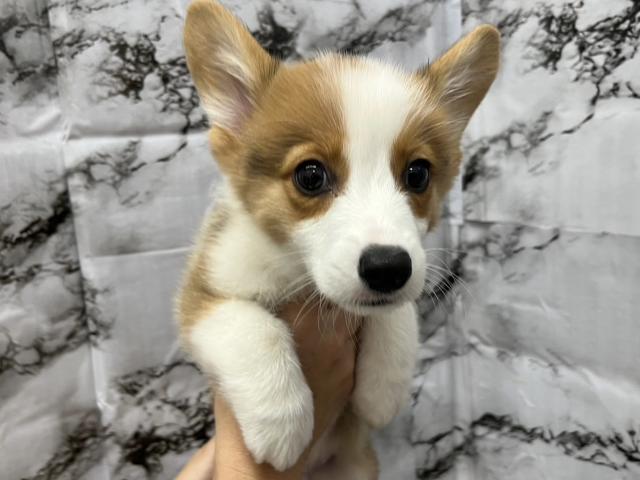 ウェルシュコーギーペンブローク