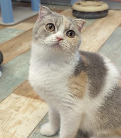 スコティッシュフォールド