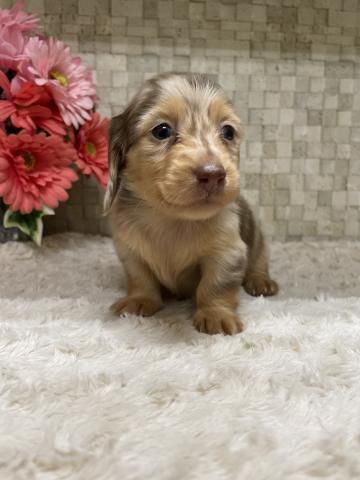 ミニチュアダックスフンド