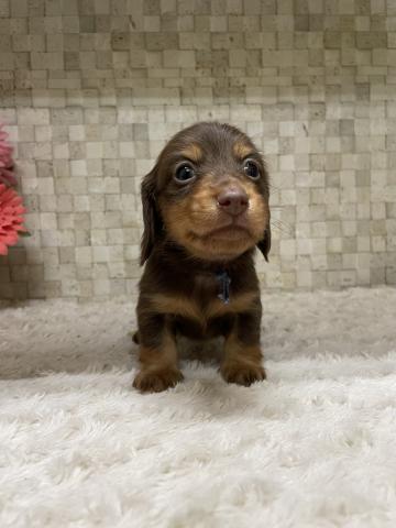 ミニチュアダックスフンド