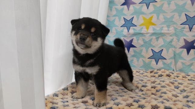 柴犬