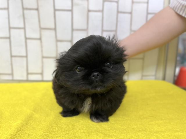 ペキニーズ