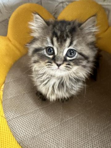 マンチカン短足