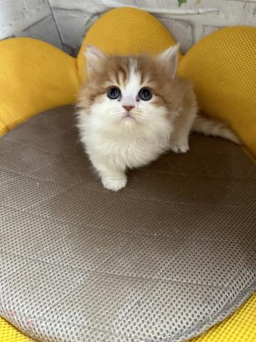 マンチカン短足