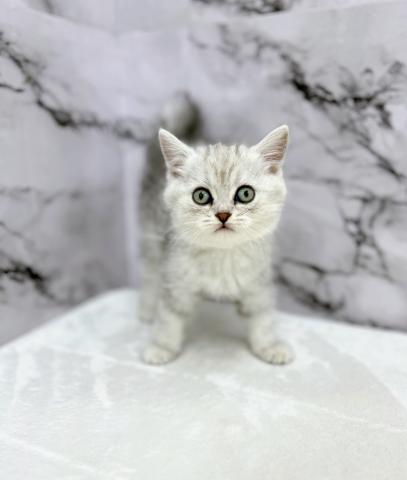 MIX（雑種）【動画あり】撫でられ大好き猫ちゃん！もちもち猫ちゃんです。