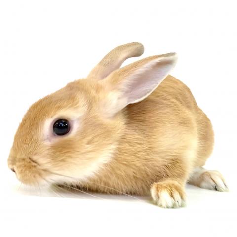 ミニウサギ