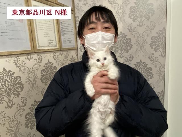 メインクーン💕希少！真っ白の白猫ちゃん💕