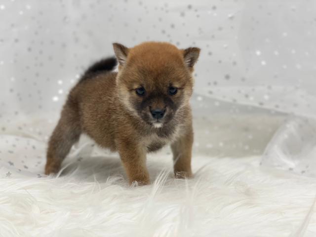 柴犬豆柴