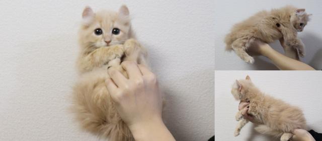 アメリカンカール