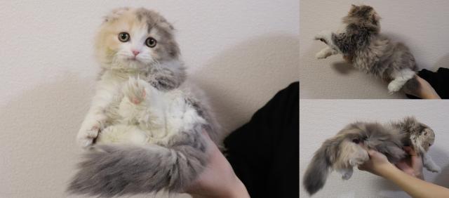 スコティッシュフォールド折れ耳