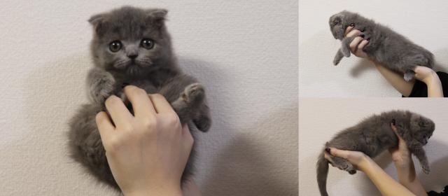 スコティッシュフォールド折れ耳