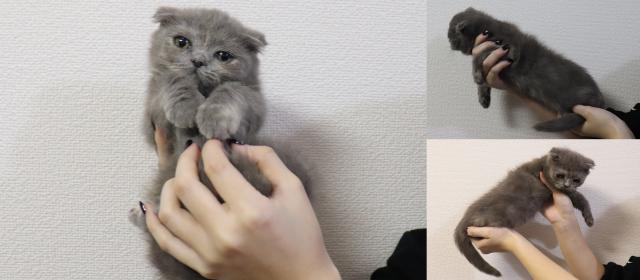 スコティッシュフォールド折れ耳