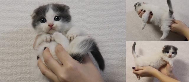 マンチカン短足