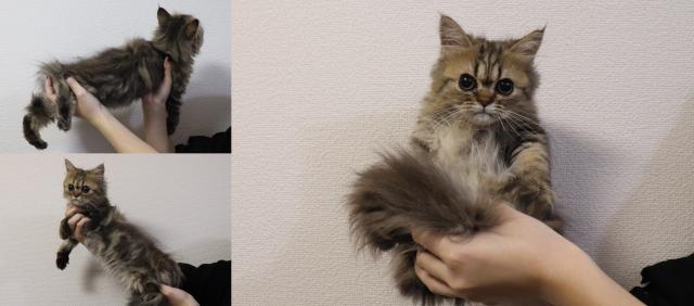 ペルシャ・ヒマラヤン