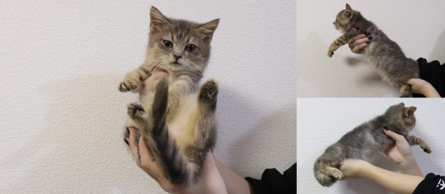 ブリティッシュショートヘア