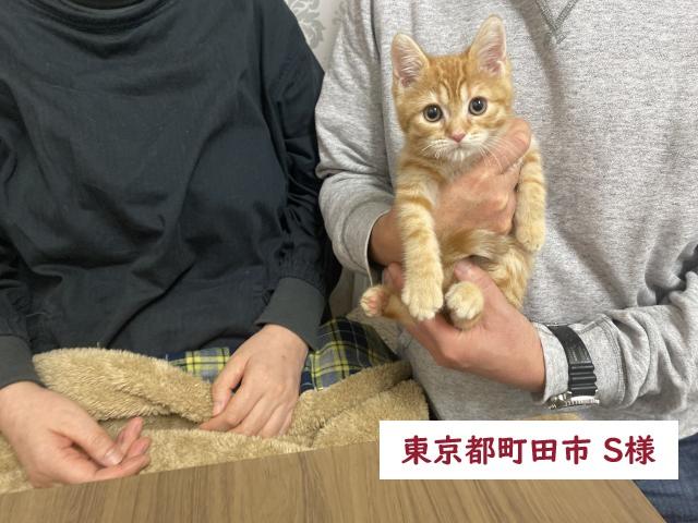 マンチカン【足長】💕人気の茶トラちゃん💕