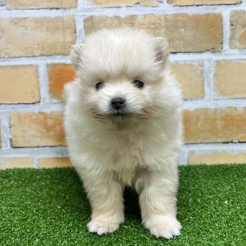 ポメラニアン