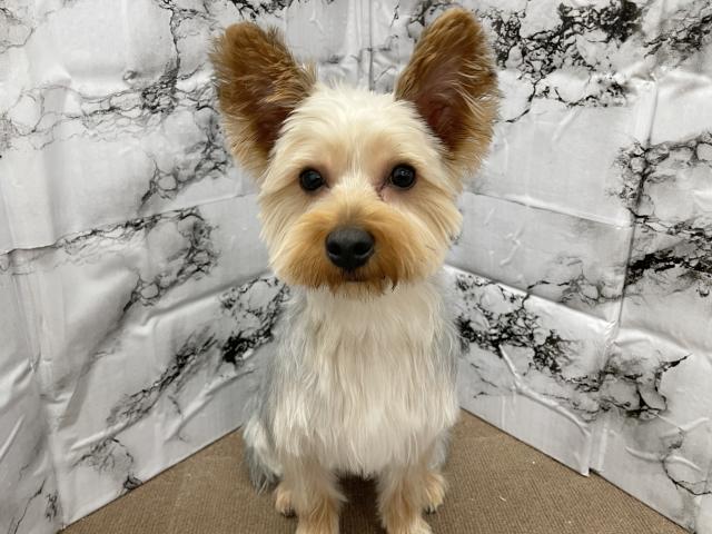 ヨークシャーテリア