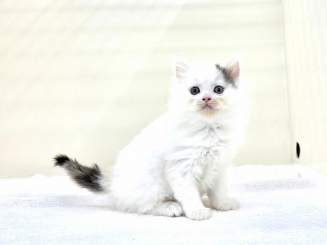 スコティッシュフォールド