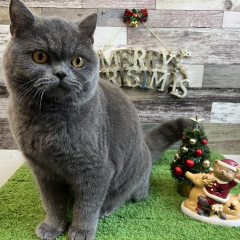 ブリティッシュショートヘア☘️ (当院獣医師による健診済みの猫ちゃんです)☘️