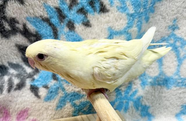 さざなみインコ