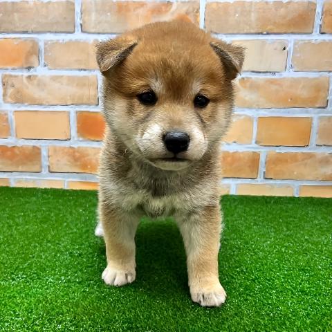 柴犬