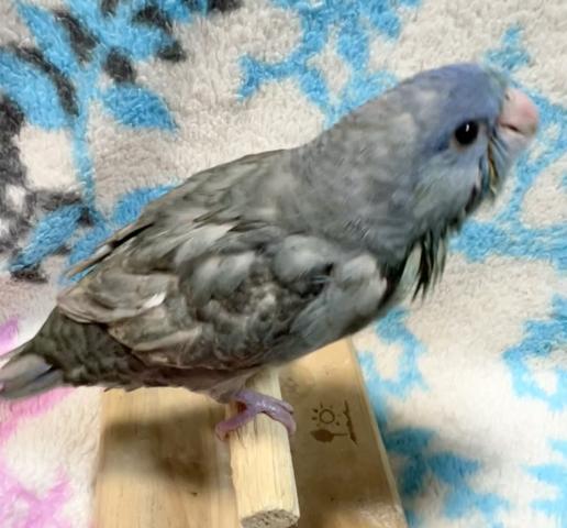 さざなみインコ