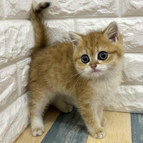 ブリティッシュショートヘア