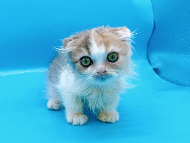 スコティッシュフォールド