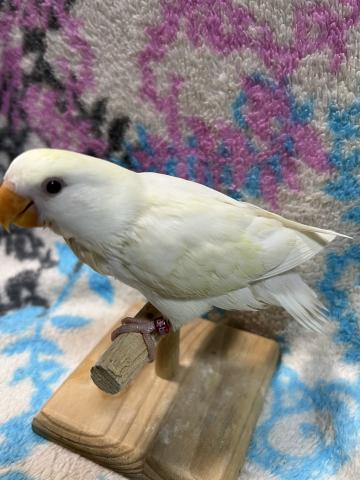 コザクラインコ