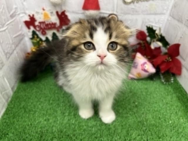 スコティッシュフォールド