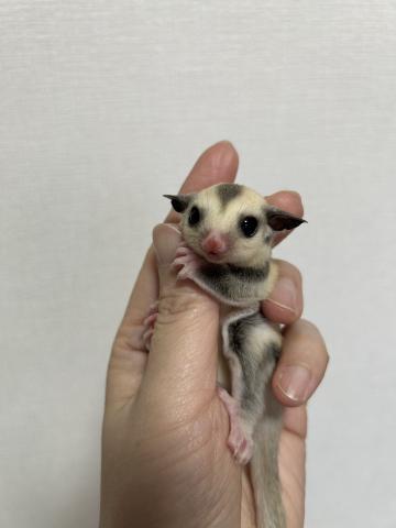 フクロモモンガ　プラチナ