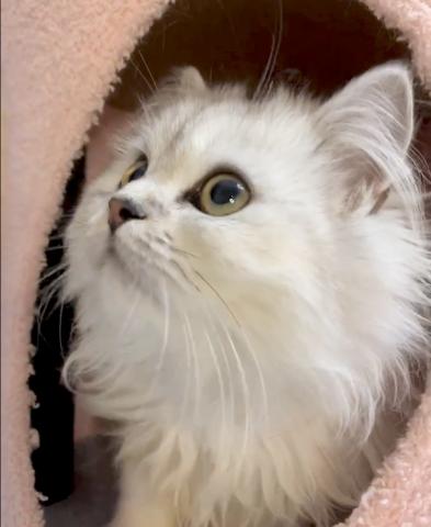 ペルシャ・ヒマラヤン