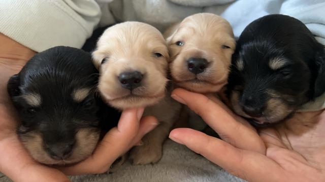 ミニチュアダックスフンド