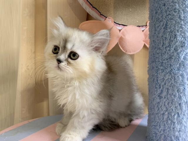 ペルシャ・ヒマラヤン