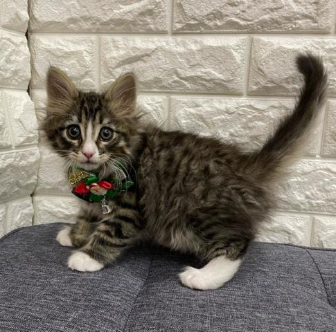 ノルウェージャンフォレストキャット