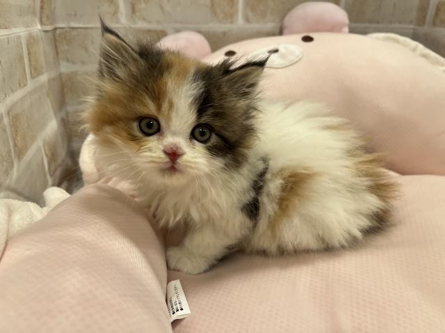 スコティッシュフォールド