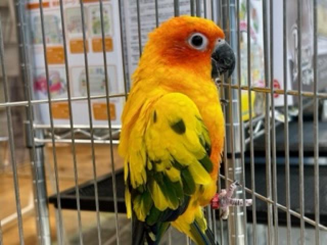 コガネメキシコインコ