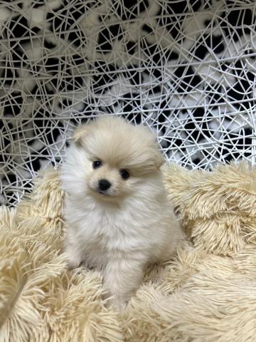 ポメラニアン