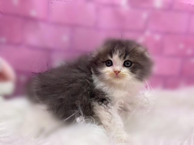スコティッシュフォールド