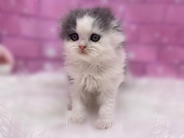 スコティッシュフォールド