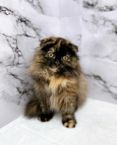 スコティッシュフォールド【動画あり】珍しい色のスコちゃん！それにとっても甘えん坊な子です‼